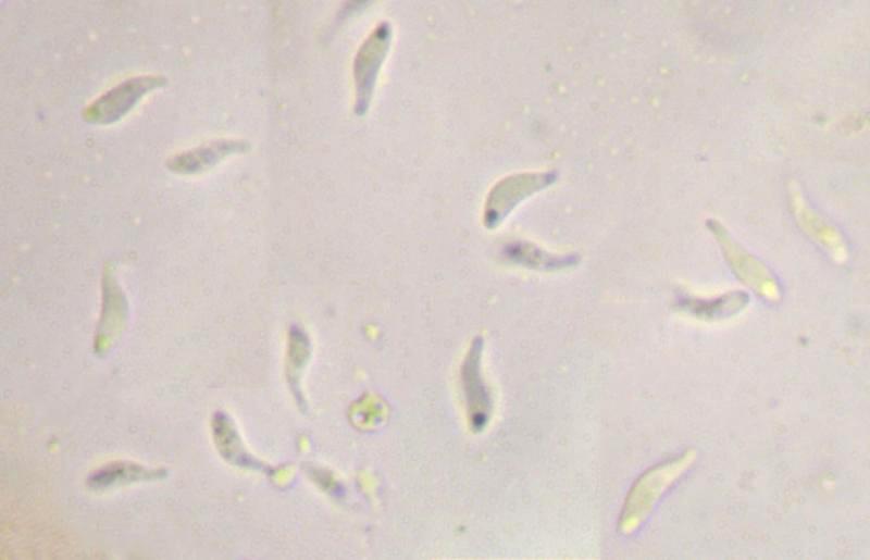macrostoma