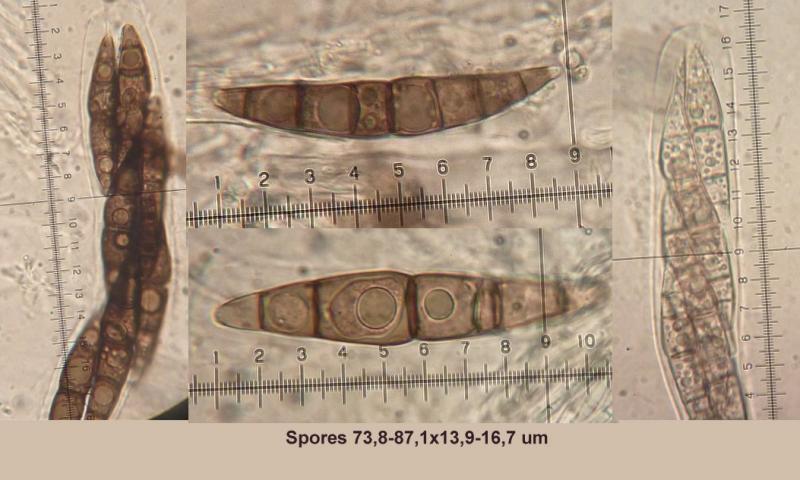 macrostoma