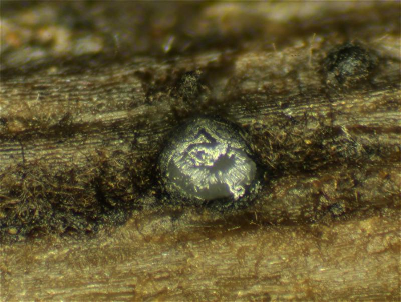 macrostoma