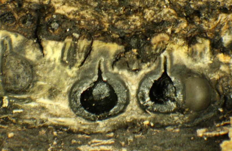 macrostoma