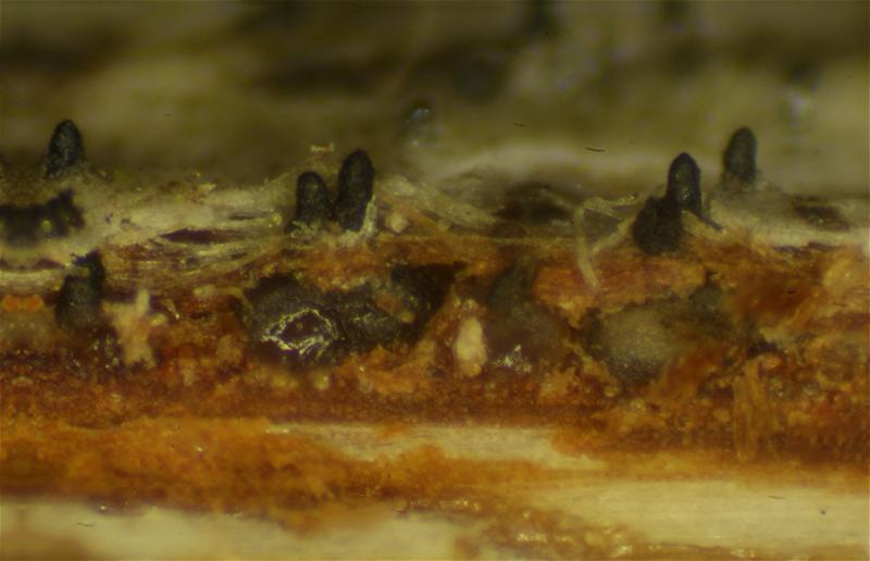 macrostoma