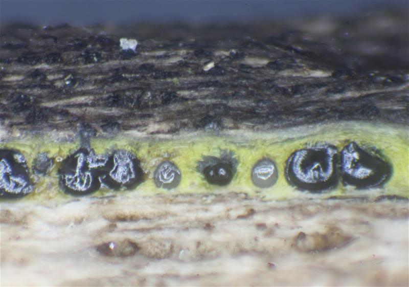 macrostoma