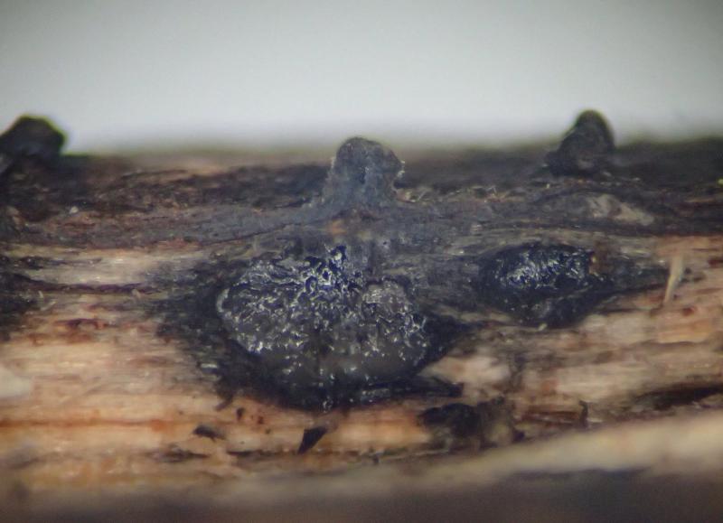 macrostoma
