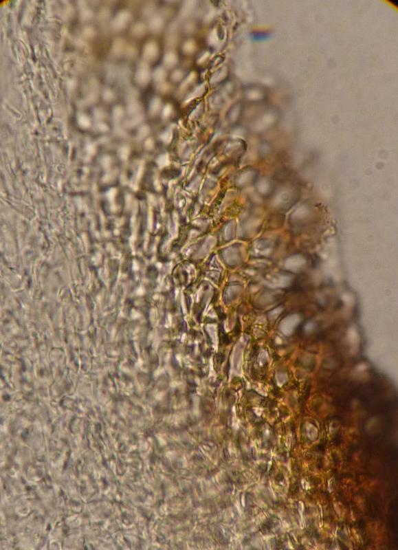 macrostoma