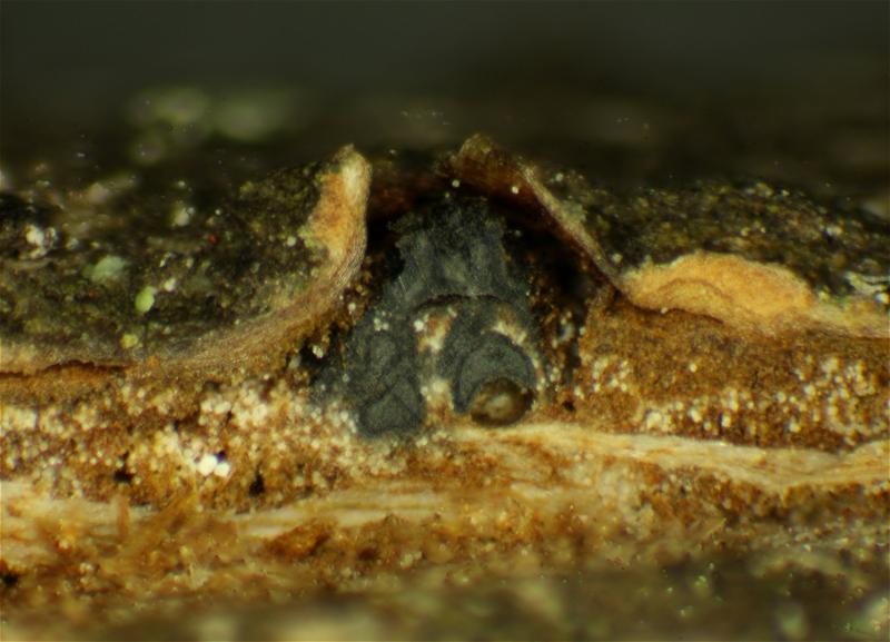 macrostoma