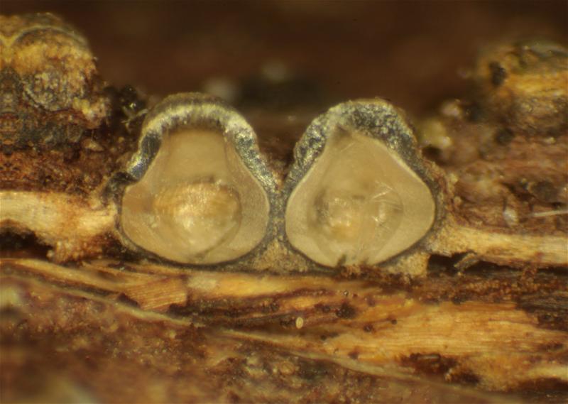 macrostoma