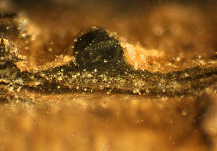 macrostoma