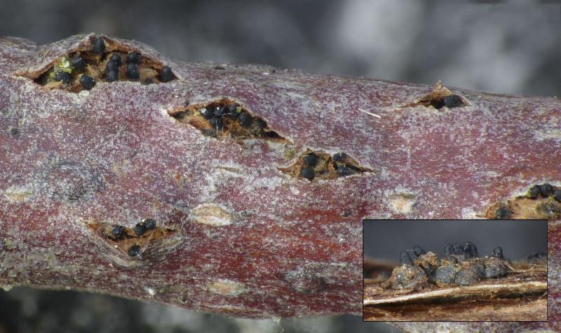 macrostoma