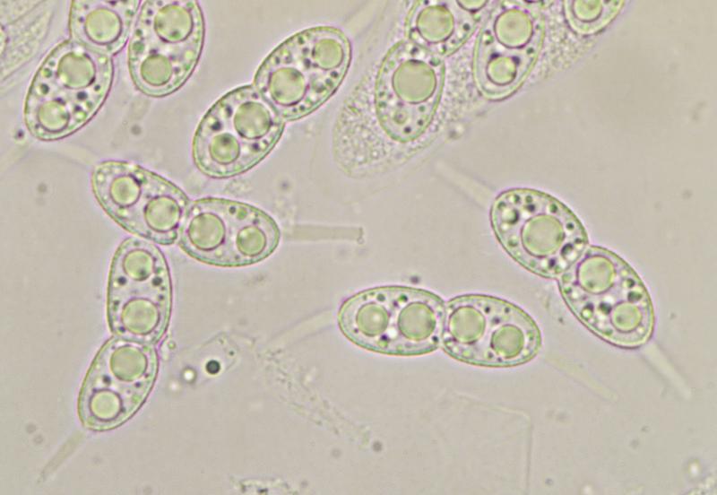 macrostoma