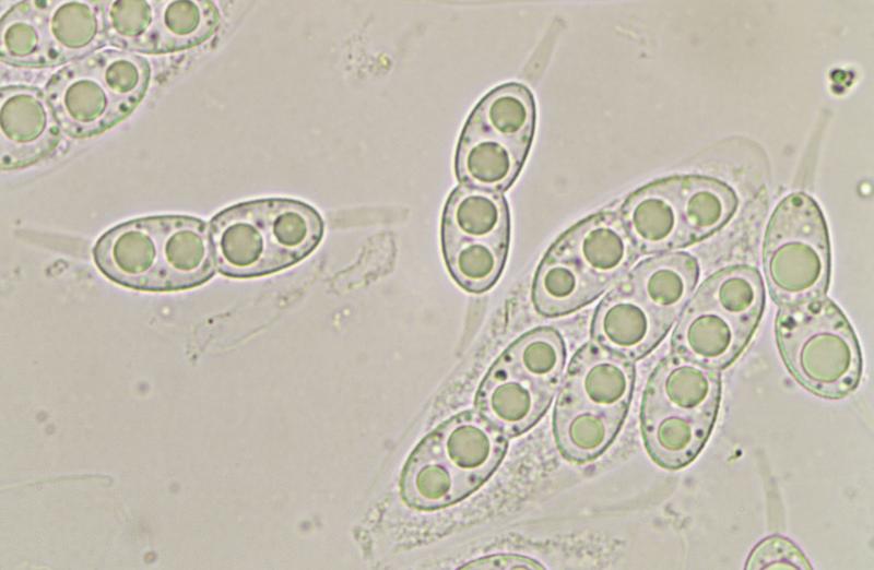 macrostoma