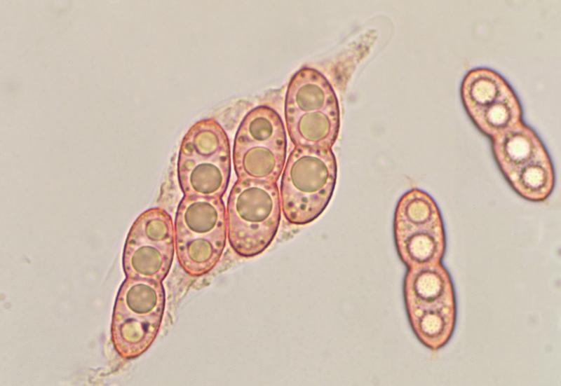 macrostoma