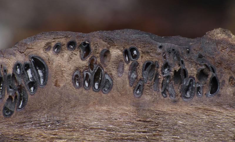 macrostoma