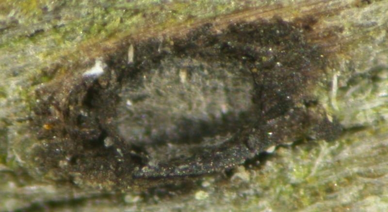 macrostoma