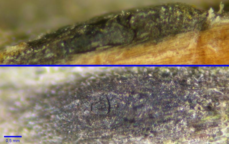 macrostoma