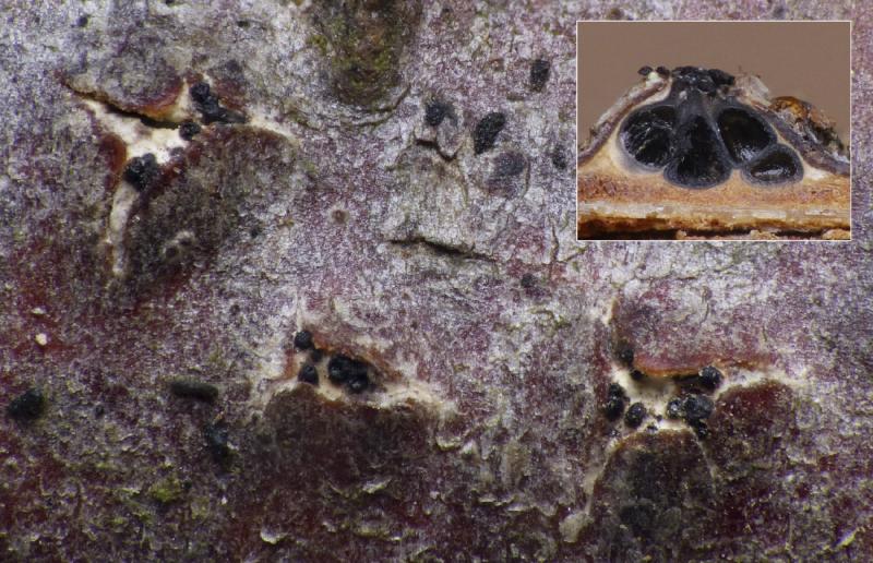 macrostoma