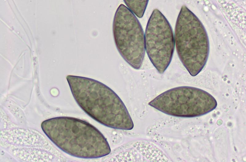 macrostoma