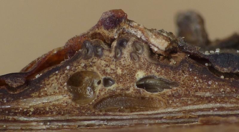 macrostoma