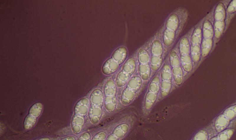 macrostoma