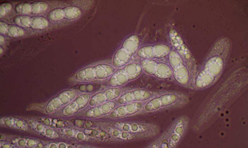 macrostoma