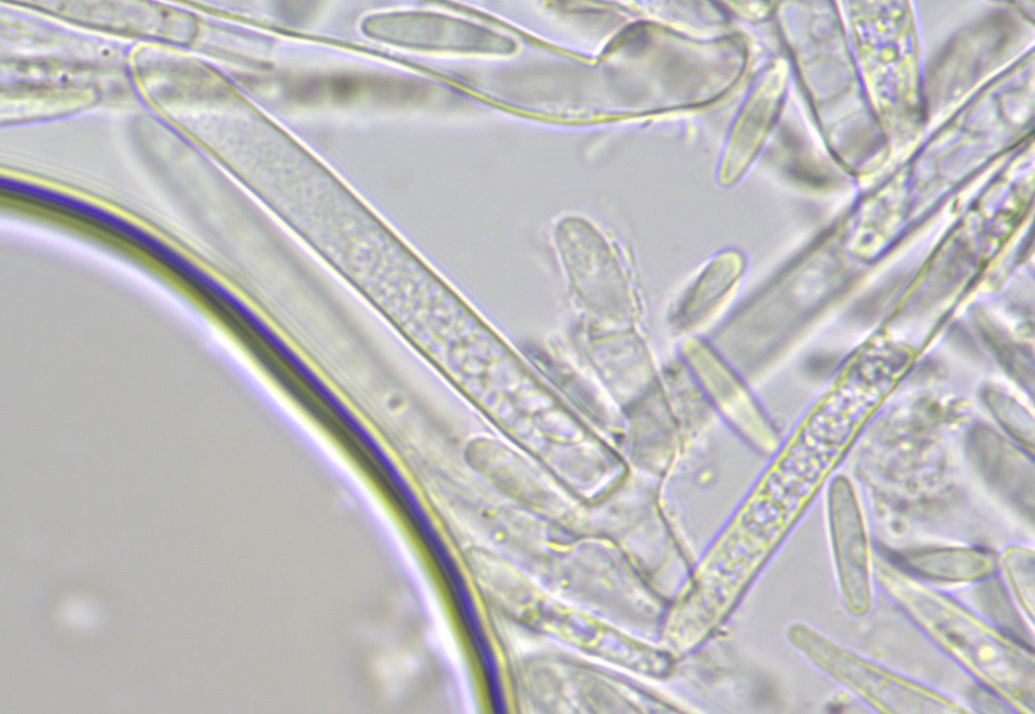 macrostoma