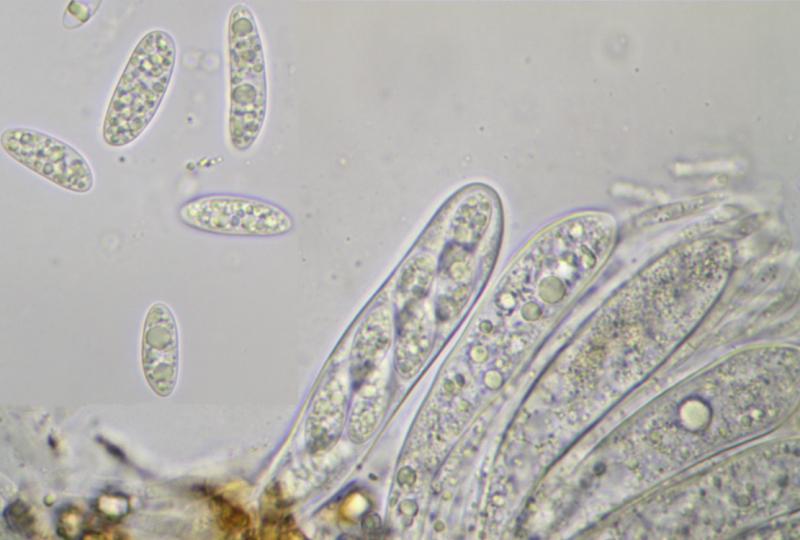macrostoma