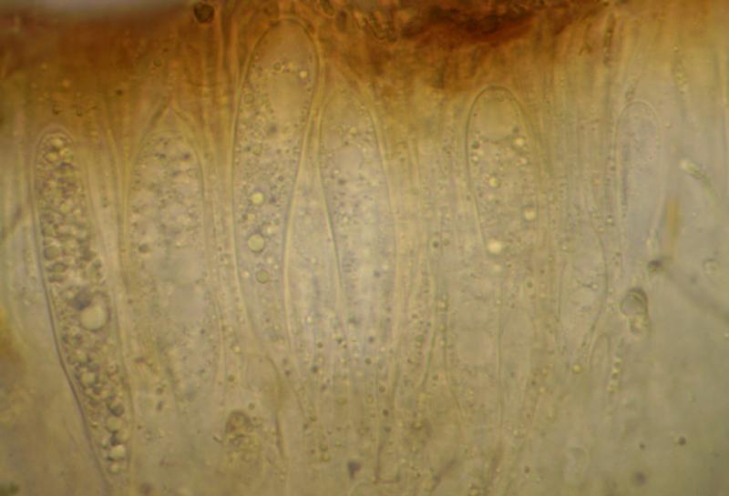 macrostoma