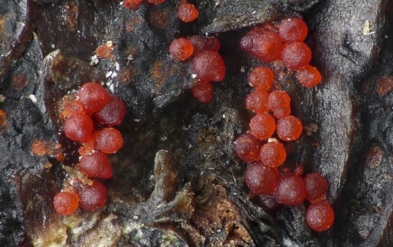 macrostoma