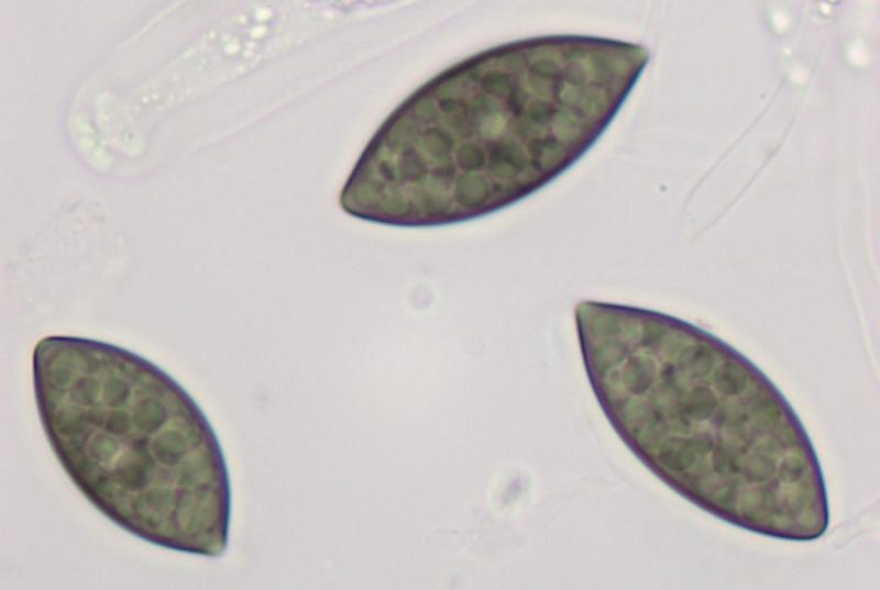 macrostoma