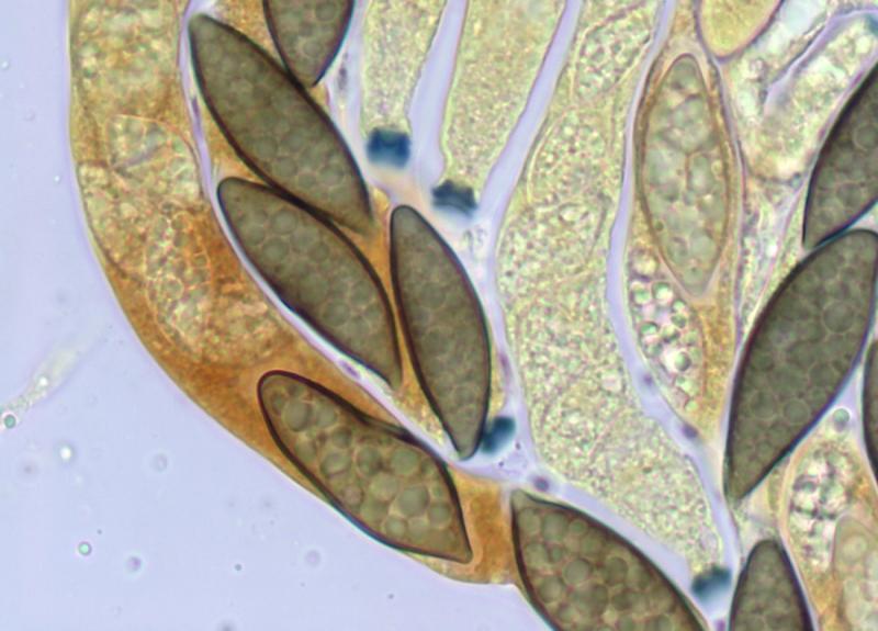 macrostoma