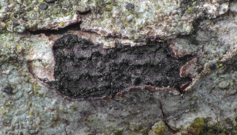 macrostoma