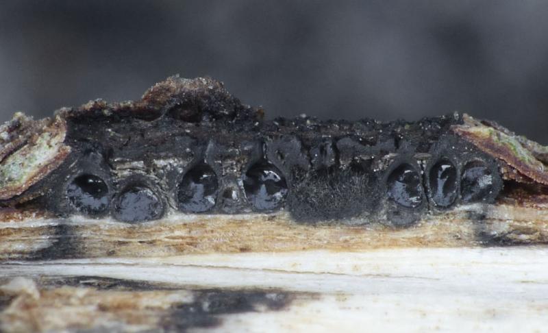macrostoma