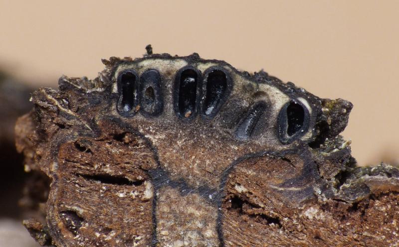 macrostoma