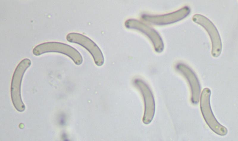 macrostoma