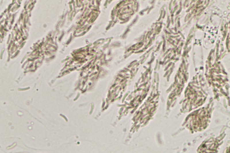 macrostoma