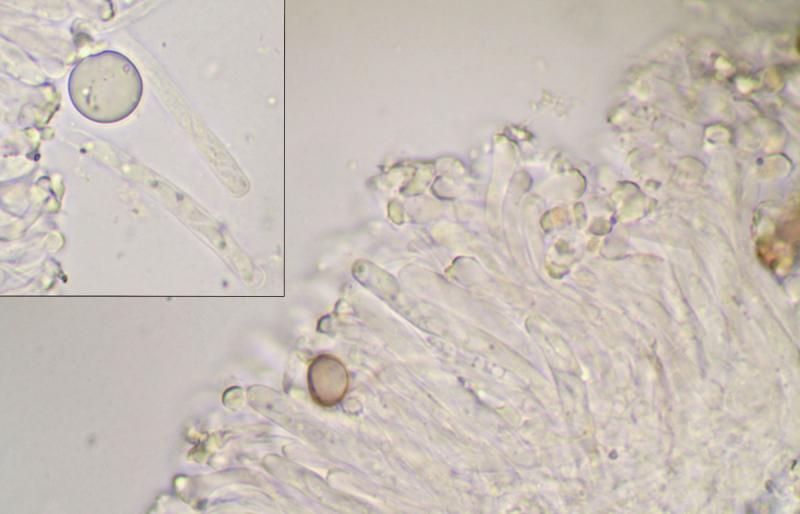 macrostoma