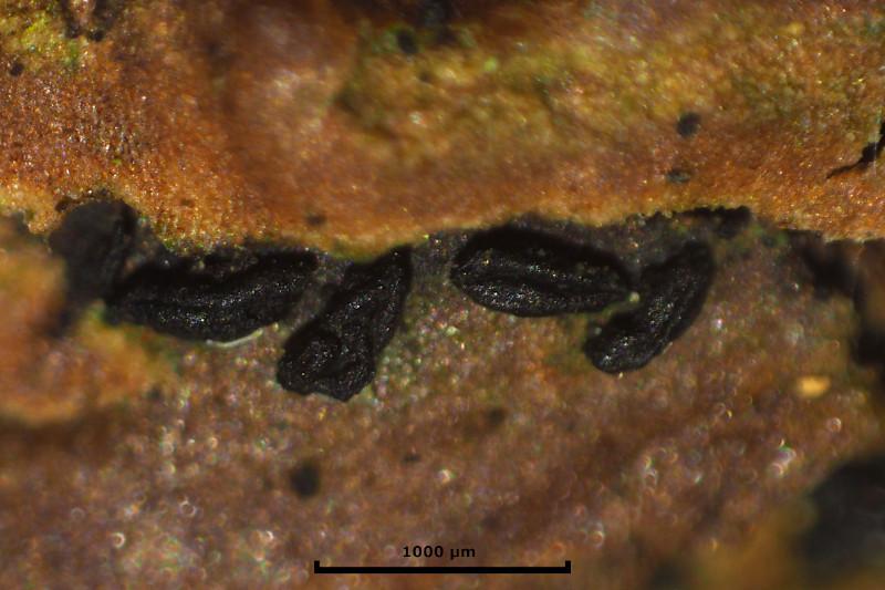 macrostoma