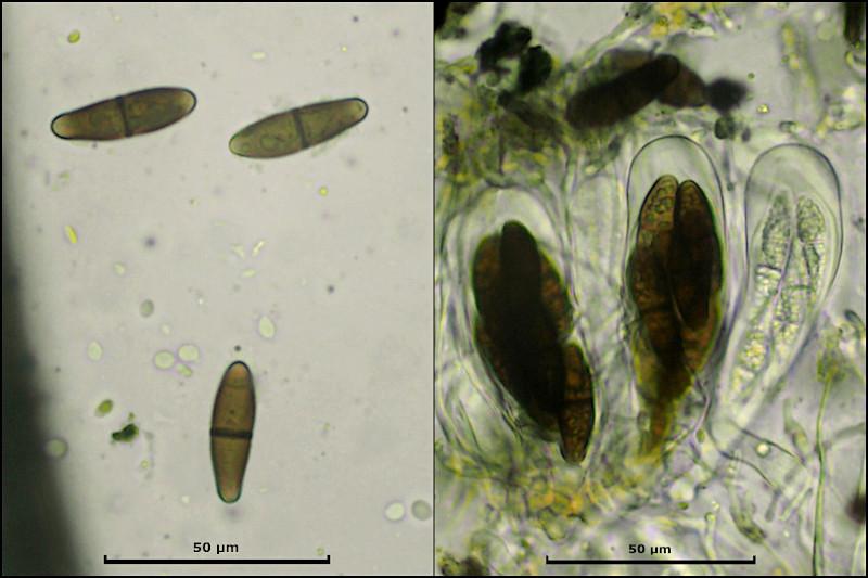 macrostoma