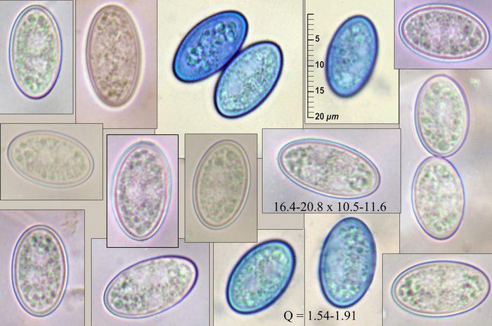 macrostoma
