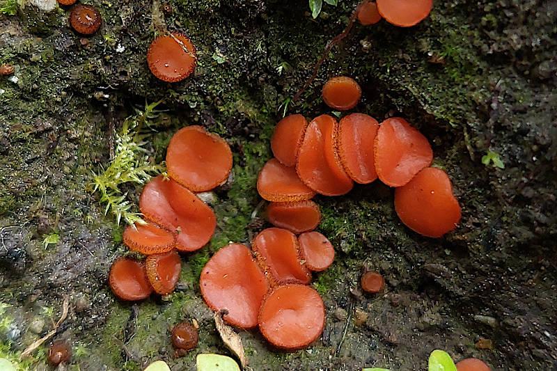 macrostoma