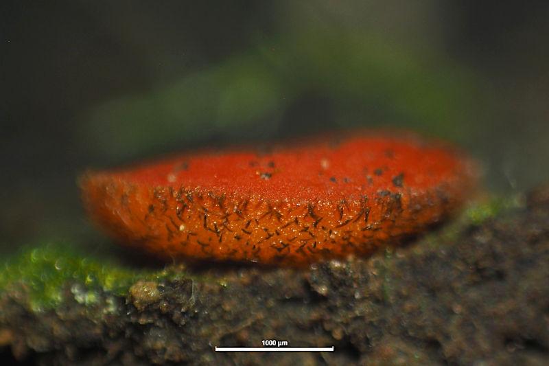 macrostoma