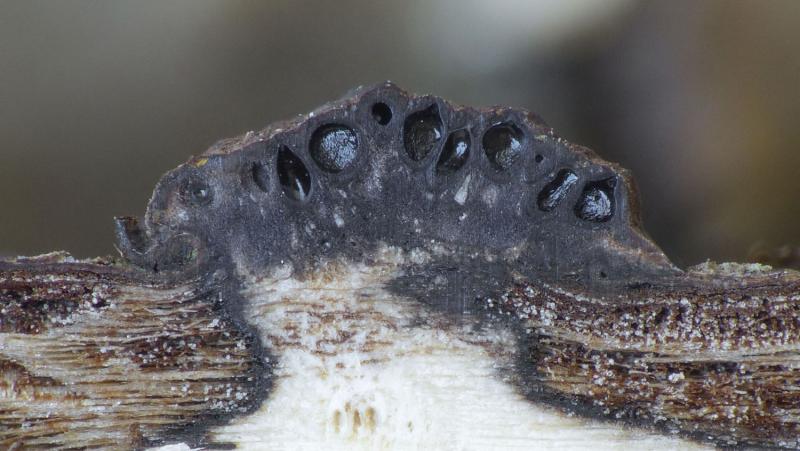 macrostoma