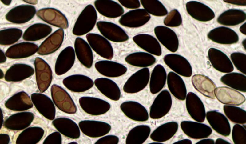 macrostoma