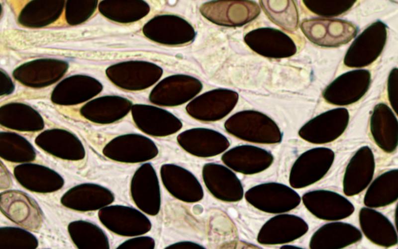 macrostoma
