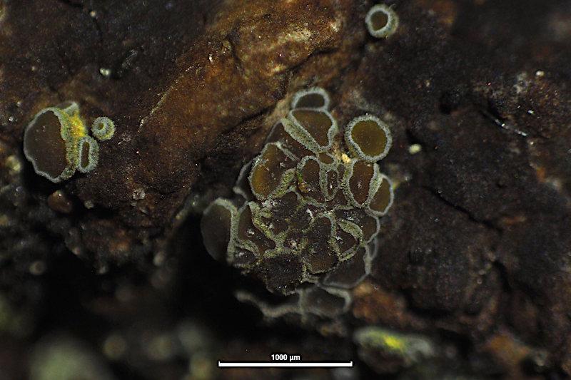 macrostoma
