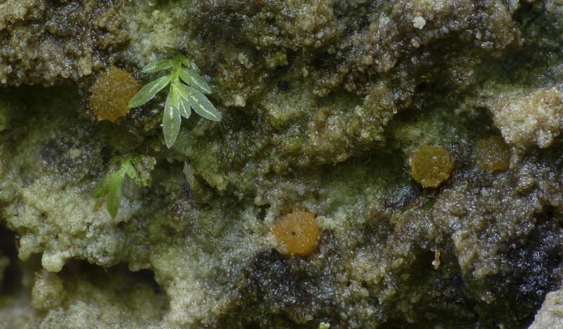 macrostoma