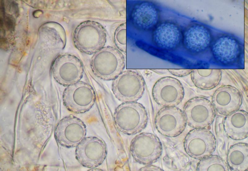 macrostoma