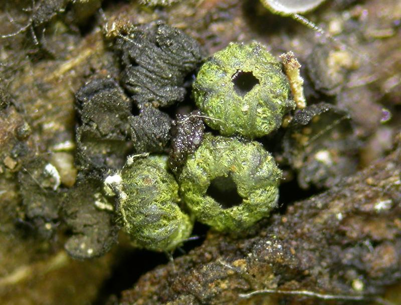 macrostoma