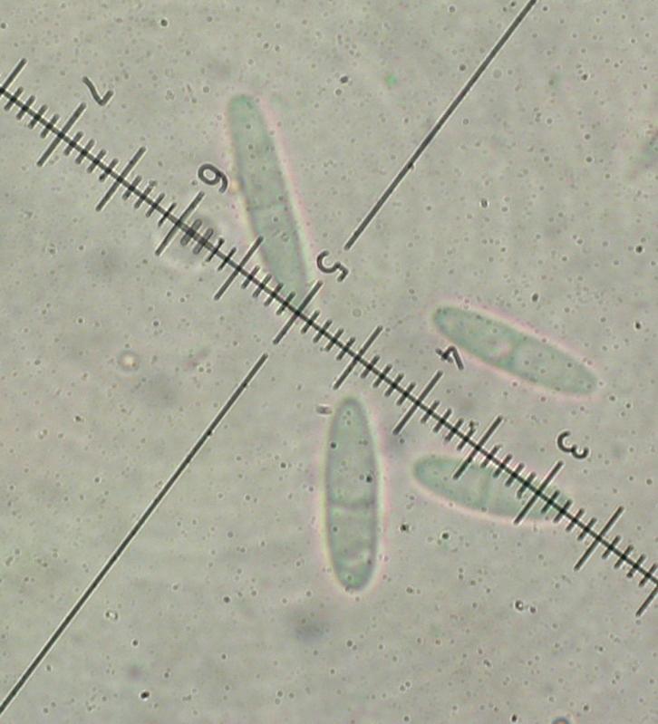 macrostoma