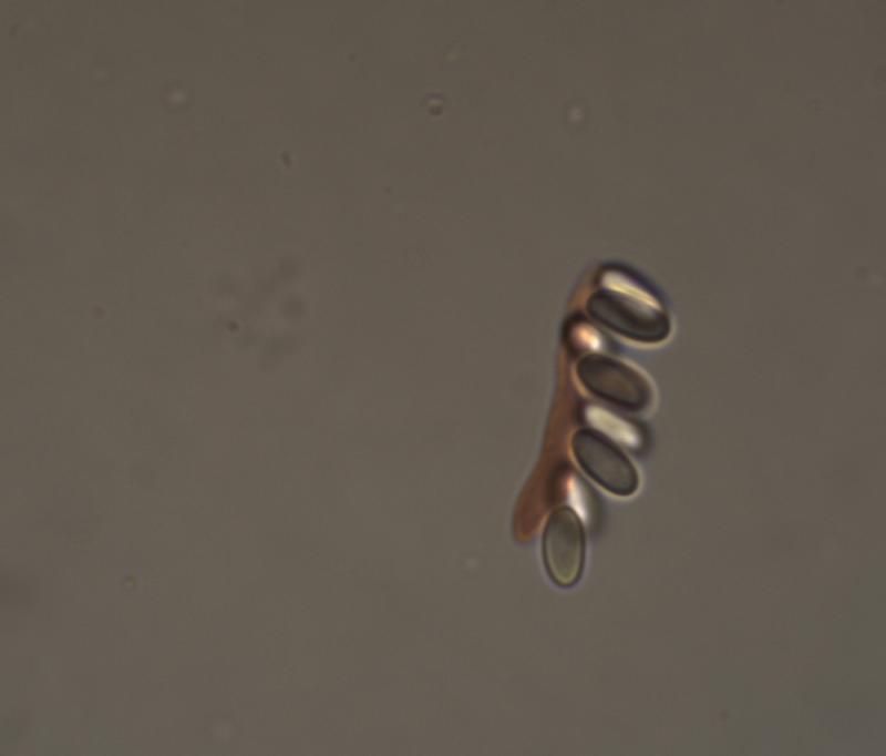 macrostoma