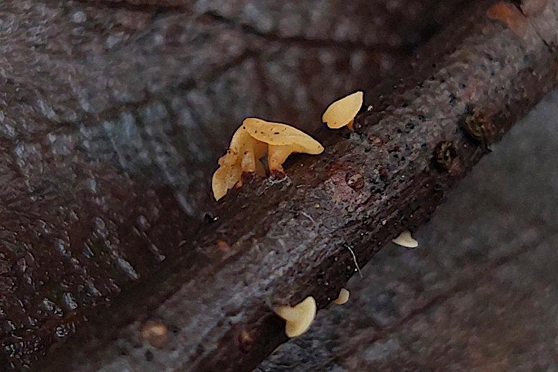 macrostoma